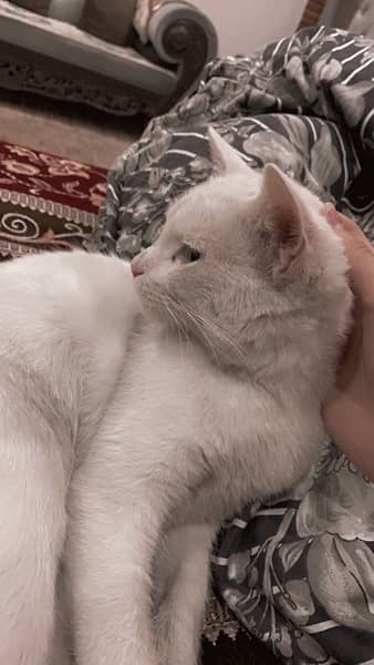 Male Persian kitten 2