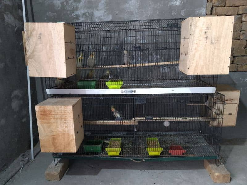 All Set-up (Include Cage/Breading Box & Feed/Drink Pots) 1