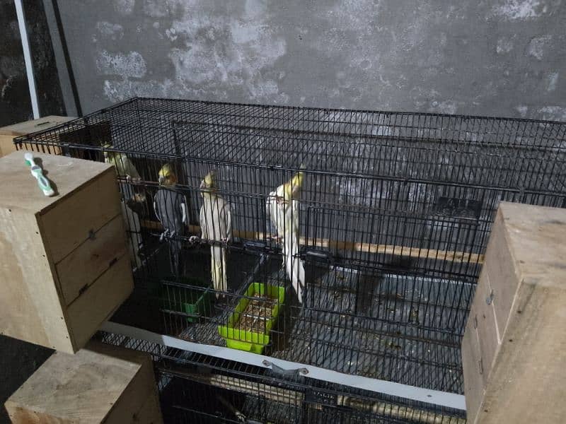 All Set-up (Include Cage/Breading Box & Feed/Drink Pots) 18