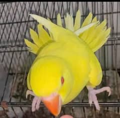 super tamed yellow ringneck