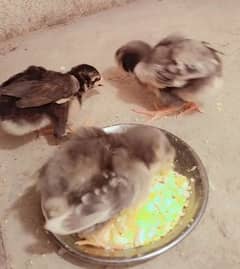 Shamo Aseel Chicks