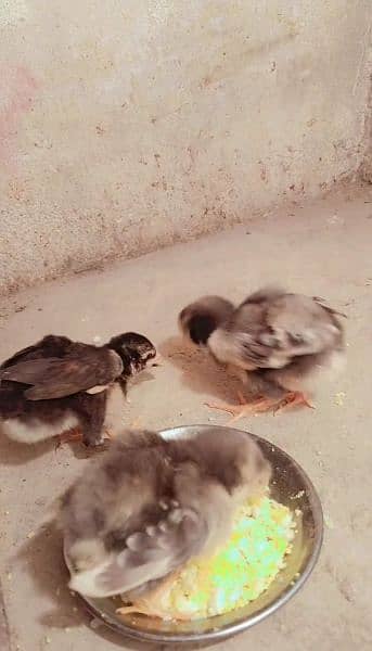 Shamo Aseel Chicks 1