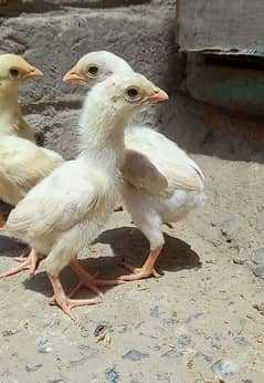 Heera Chicks