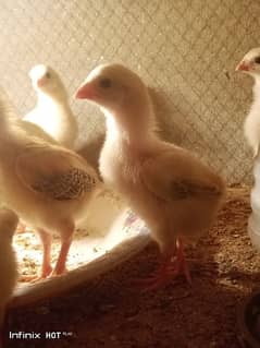 Shamo chicks 3500 per chick or java finch 7500 ka breeder pair