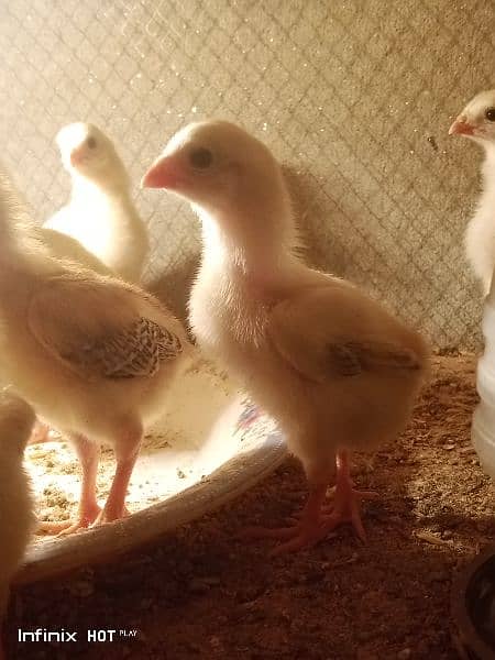 Shamo chicks 3500 per chick or java finch 7500 ka breeder pair 0