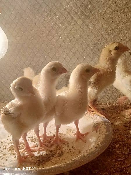 Shamo chicks 3500 per chick or java finch 7500 ka breeder pair 1