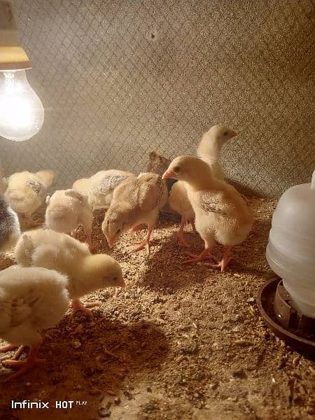 Shamo chicks 3500 per chick or java finch 7500 ka breeder pair 2