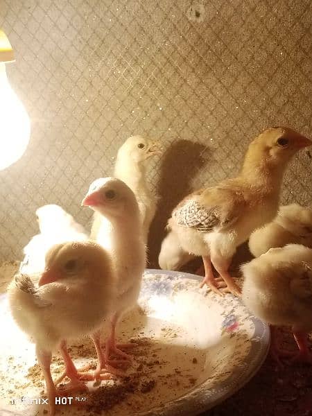 Shamo chicks 3500 per chick or java finch 7500 ka breeder pair 3