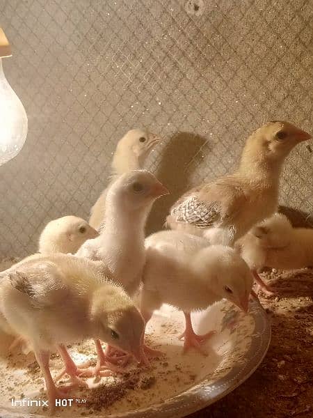 Shamo chicks 3500 per chick or java finch 7500 ka breeder pair 4