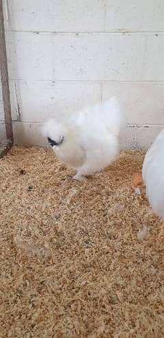 Silkie hen for sale