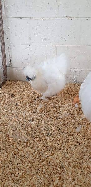 Silkie hen for sale 0