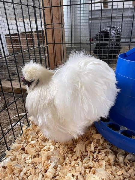 Silkie hen for sale 1
