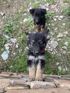 German Shapared puppies for sale