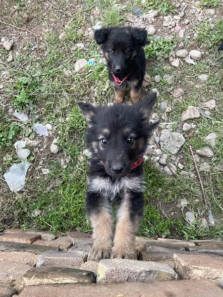 German Shapared puppies for sale 0