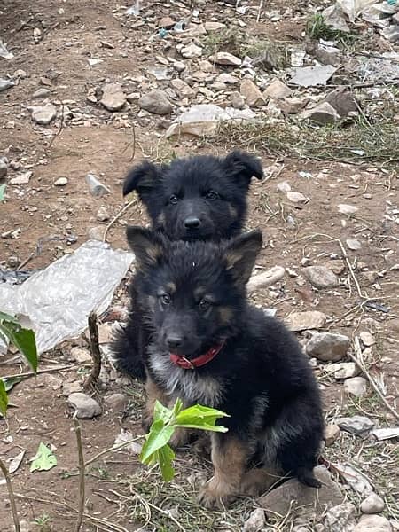 German Shapared puppies for sale 1