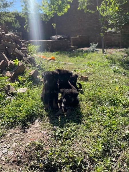 German Shapared puppies for sale 3