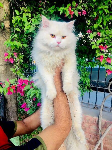 Persian cat and kitten 1