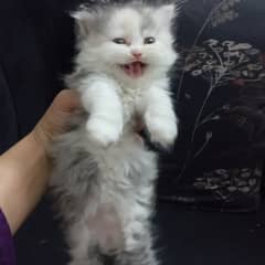 Punch face tripple coat kittens for sale