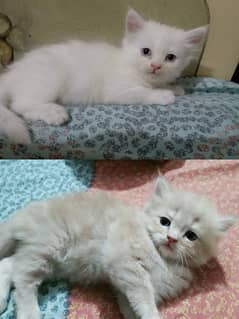 Persian Kitten Pair