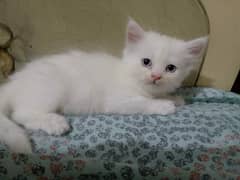 Persian female Kitten