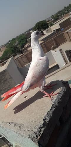 aseel pigeon high flying