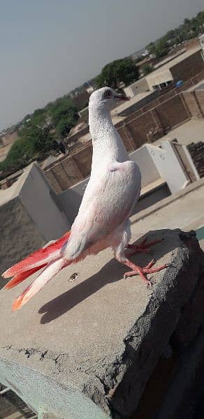 aseel pigeon high flying 0
