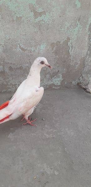 aseel pigeon high flying 1