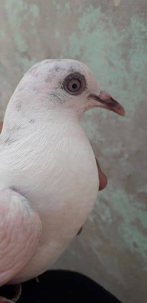 aseel pigeon high flying 2