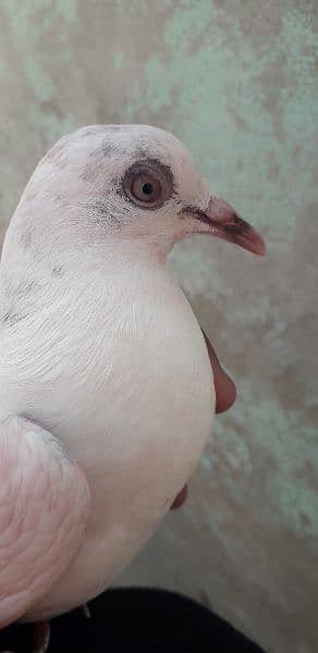 aseel pigeon high flying 4