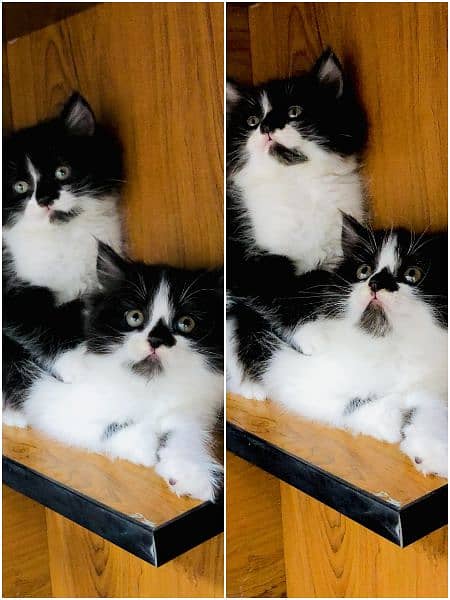 Persian punch face triple coated kitten 14