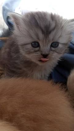 Persian female kitten available