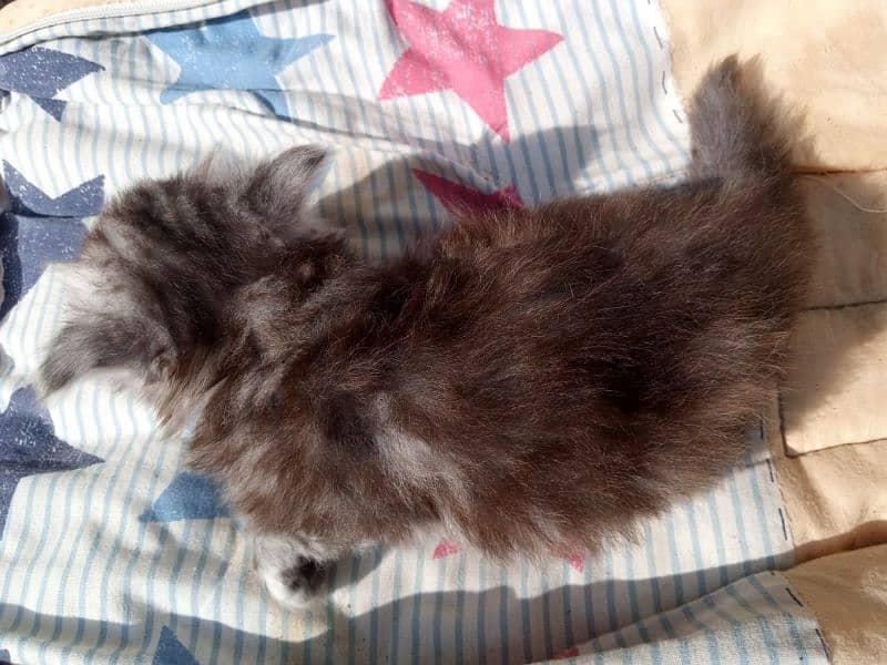 Persian female kitten available 1