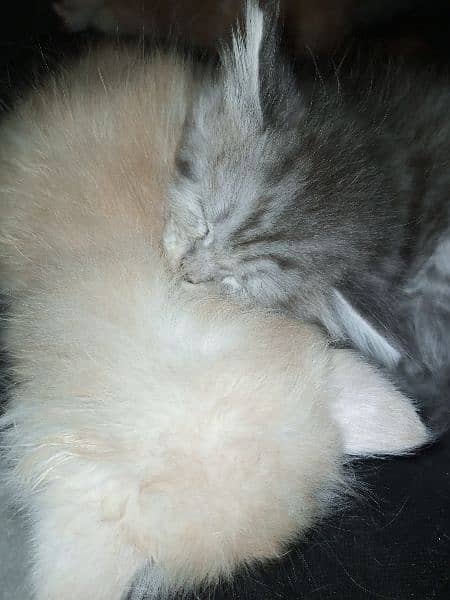 Persian female kitten available 2