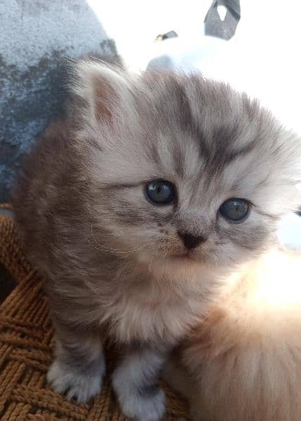 Persian female kitten available 3