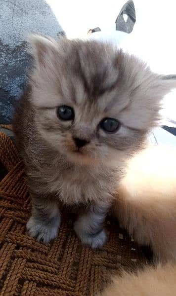 Persian female kitten available 4