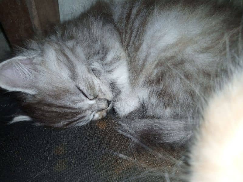 Persian female kitten available 5