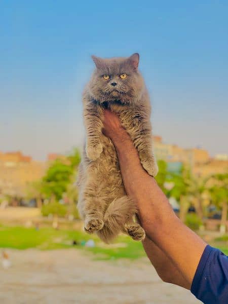 Persian cat and kitten 15
