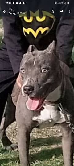 pitbull terrier female age 1.5 months