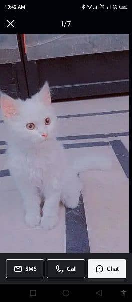 Persian cat 4 months for sale 1
