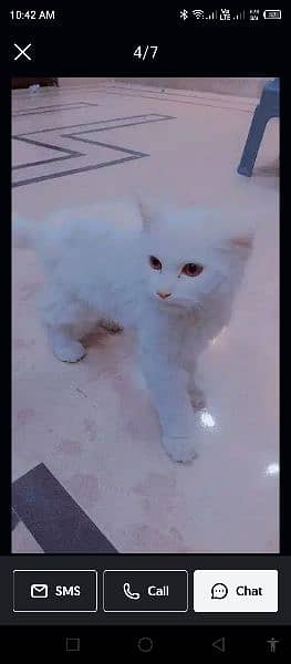 Persian cat 4 months for sale 2