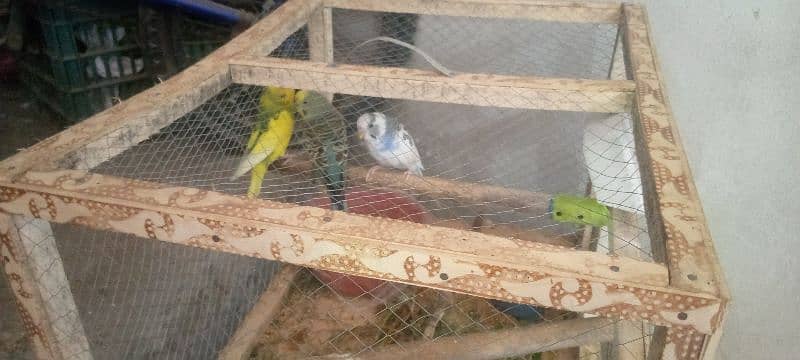 Three budgree parrot with cage for sale 0
