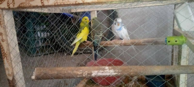 Three budgree parrot with cage for sale 1