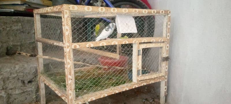 Three budgree parrot with cage for sale 2
