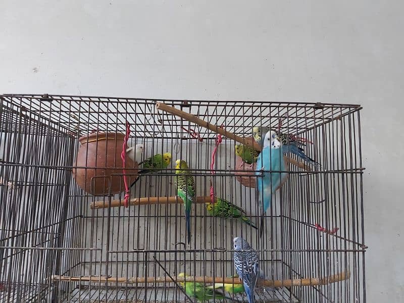 Australian parrot 11 Pcs with big cage 0