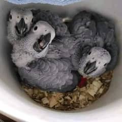 African grey parrot Chicks for sale WhatsApp contact 0318-7435-049