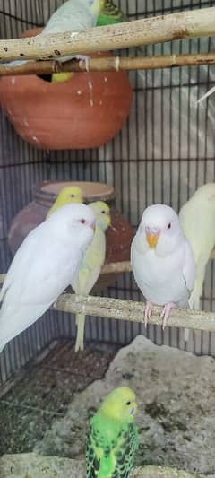 Red eyes budgies
