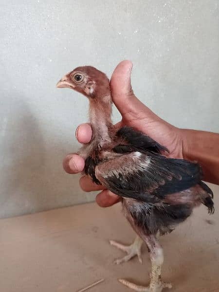 1 month old Desi Aseel Chicks contact no 03012648707 1
