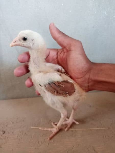 1 month old Desi Aseel Chicks contact no 03012648707 5