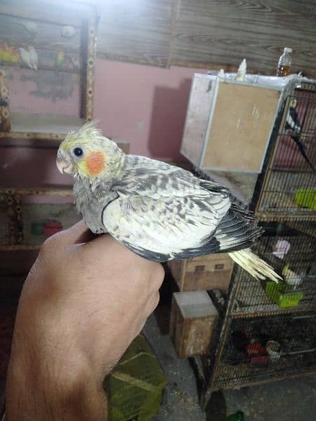Cocktail chicks for best hand tame for sale 3