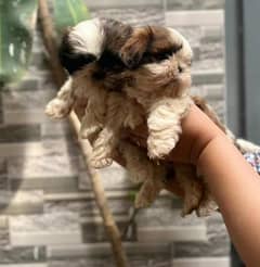 Shihtzu females puppies available